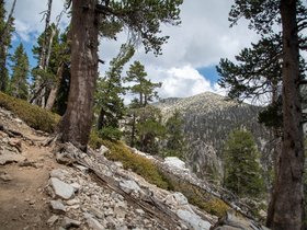 Old Greyback/Mt. San Gorgonio 11,503ft (3,506m)